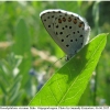 pseud vicrama male5 volg